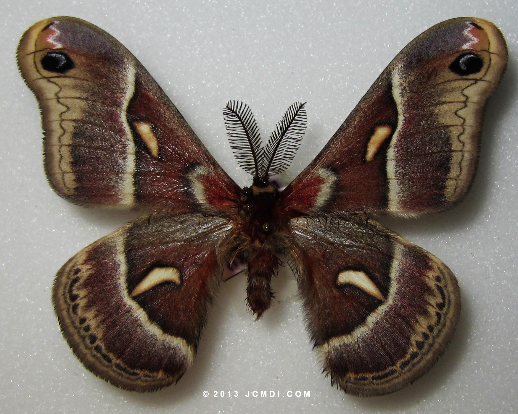 Hyalophora euryalus x gloveri hybrid (odd colors)